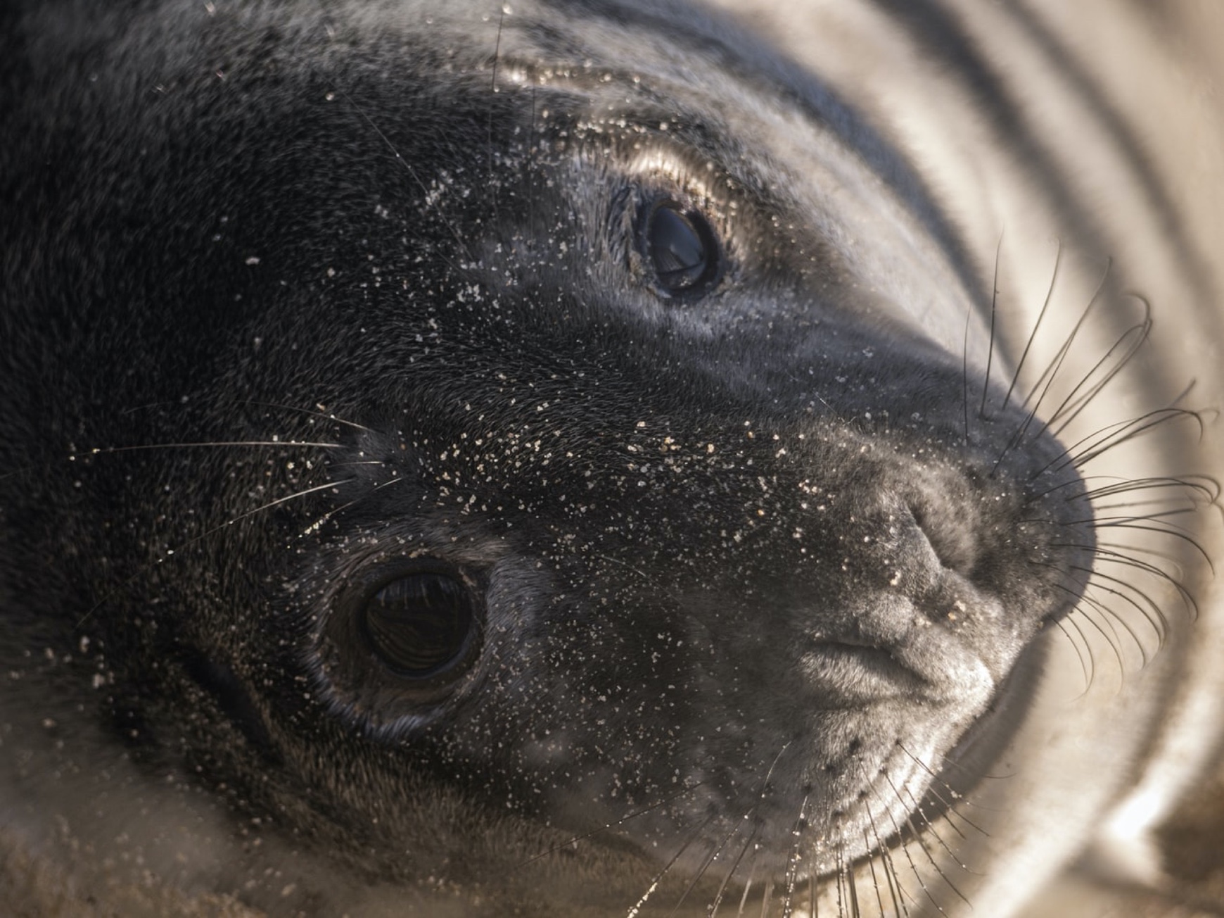 2023, APEM, POSEIDON, North Sea Seabird and Marine Mammal Surveys